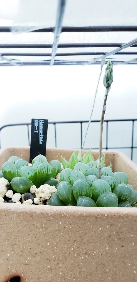 Taso Botanical V Twitter にょきにょーき にょきにょーーき これはこのままでいいのかな 切ったほうがいい 多肉の 花芽って切ったほうがいいの 多肉植物 ハオルシア