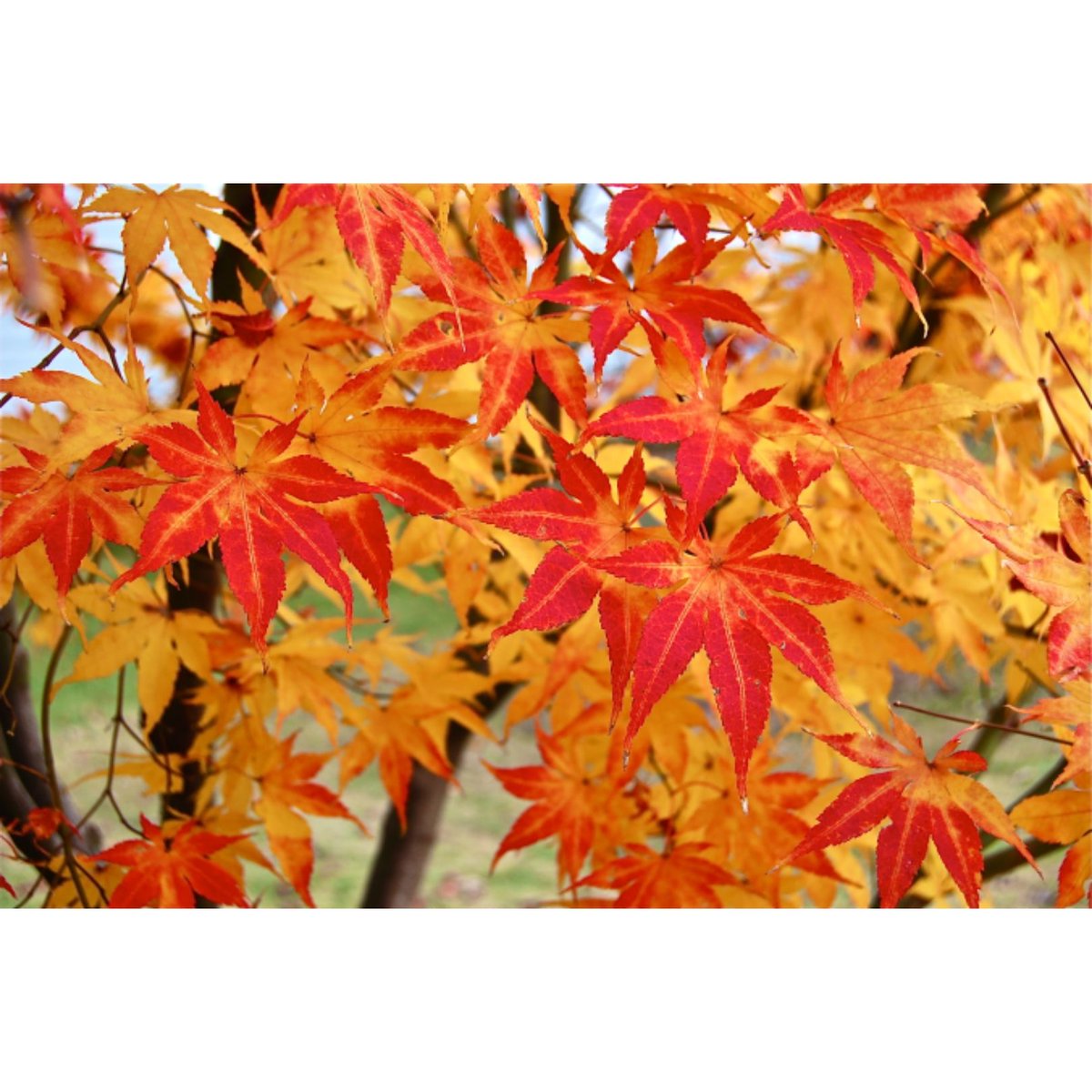 BristolWRP's tweet photo. WOOD OF THE WEEK- JAPANESE MAPLE/ ACER PALMATUM:
This week we have the beautiful Japanese maple! Who else on their daily walks has been seeing these vibrant red and green leafed beauties? Why not pop over to our FB page for more? https://t.co/cATDmfI3kC
#woodoftheweek https://t.co/6AMLT6uDxy