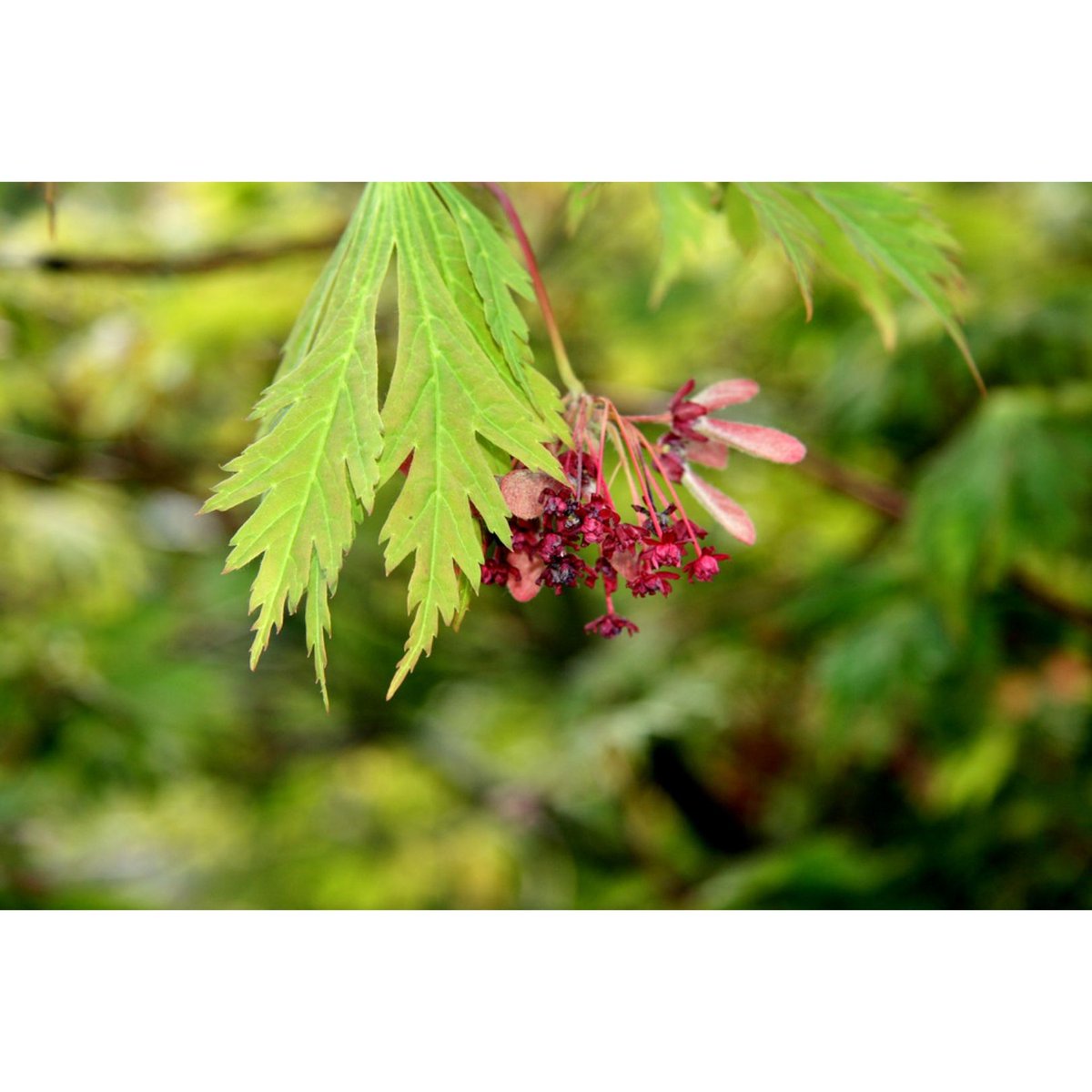 BristolWRP's tweet photo. WOOD OF THE WEEK- JAPANESE MAPLE/ ACER PALMATUM:
This week we have the beautiful Japanese maple! Who else on their daily walks has been seeing these vibrant red and green leafed beauties? Why not pop over to our FB page for more? https://t.co/cATDmfI3kC
#woodoftheweek https://t.co/6AMLT6uDxy