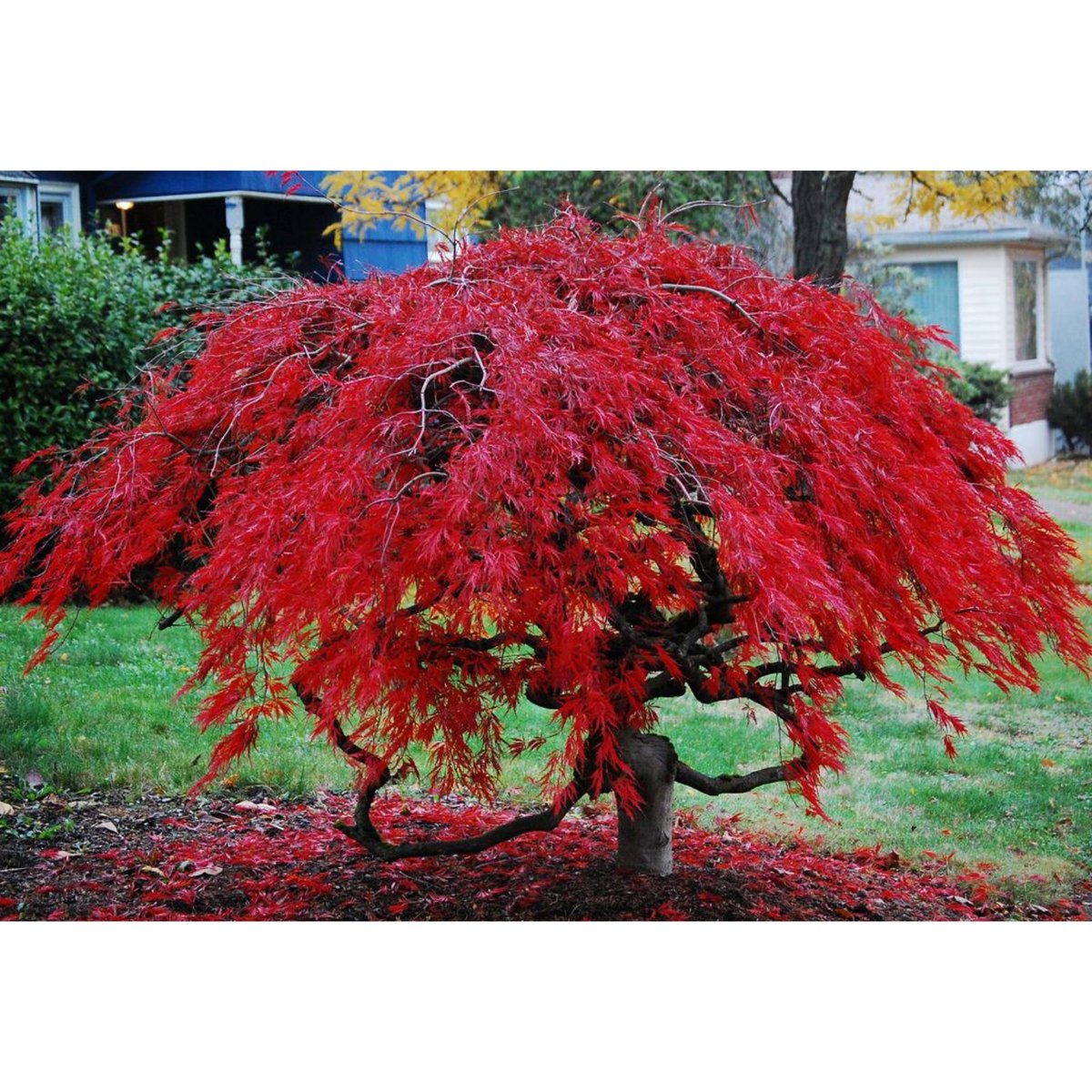 BristolWRP's tweet photo. WOOD OF THE WEEK- JAPANESE MAPLE/ ACER PALMATUM:
This week we have the beautiful Japanese maple! Who else on their daily walks has been seeing these vibrant red and green leafed beauties? Why not pop over to our FB page for more? https://t.co/cATDmfI3kC
#woodoftheweek https://t.co/6AMLT6uDxy