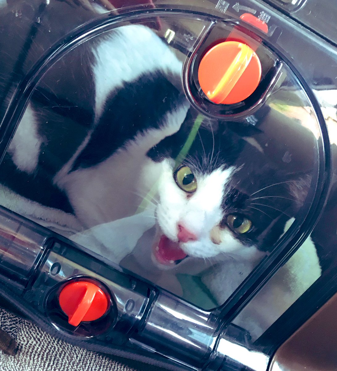 上杉響士郎 今日はあんこちゃんのくしゃみが治らないので動物病院へ 車の中で過呼吸気味になっちゃうので あんまり連れて行きたくないんだなぁ でも飲み薬も目薬 も点鼻も厳しい 爪切りも寝てる時しか出来ない 抱っこはもっての他 赤ちゃんの時に保護した