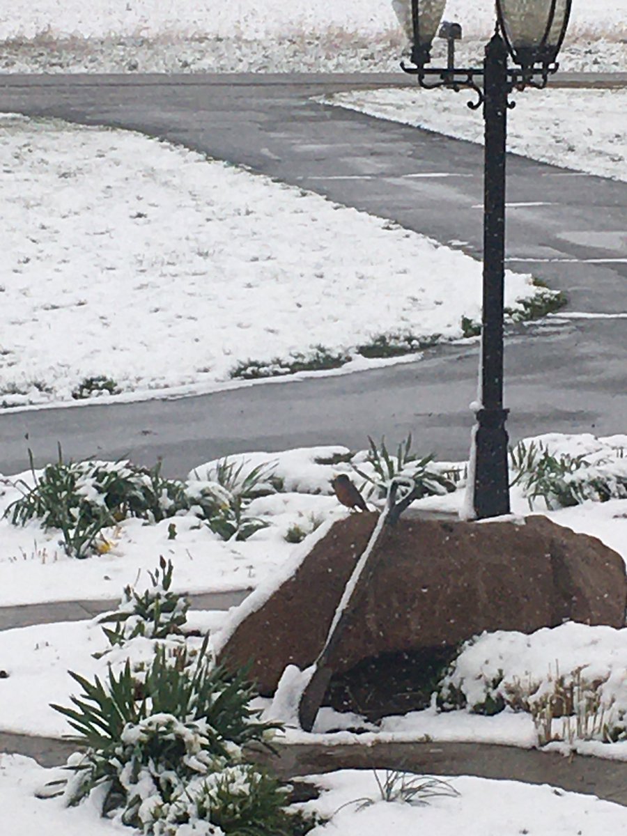 westavi's tweet photo. Even the robins are confused. Where will I find breakfast today? https://t.co/sUsKElwnO7