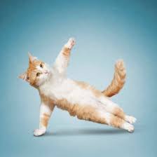 KarmaCatZenDog's tweet photo. Yoga is TONIGHT at 6PM! From the privacy of your own home - to benefit the animals! Yoga Mats & Karma Cats (& downward facing Zen Dogs too)! Hosted by Zephyr Yoga: learn more & sign up here: https://t.co/4KSZZmEeVs
#yoga #fundraiser #fortheanimals #karmacats #zendogs #zephyryoga https://t.co/QgOKAjOZY8