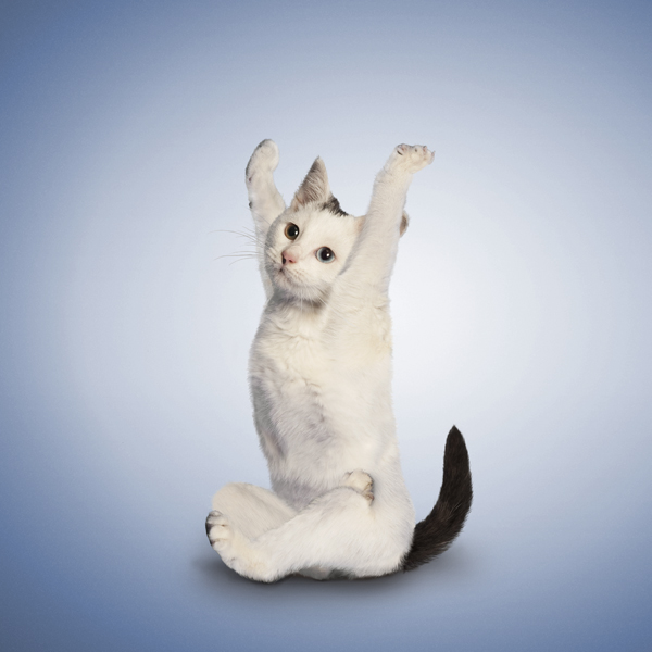 KarmaCatZenDog's tweet photo. Yoga is TONIGHT at 6PM! From the privacy of your own home - to benefit the animals! Yoga Mats & Karma Cats (& downward facing Zen Dogs too)! Hosted by Zephyr Yoga: learn more & sign up here: https://t.co/4KSZZmEeVs
#yoga #fundraiser #fortheanimals #karmacats #zendogs #zephyryoga https://t.co/QgOKAjOZY8