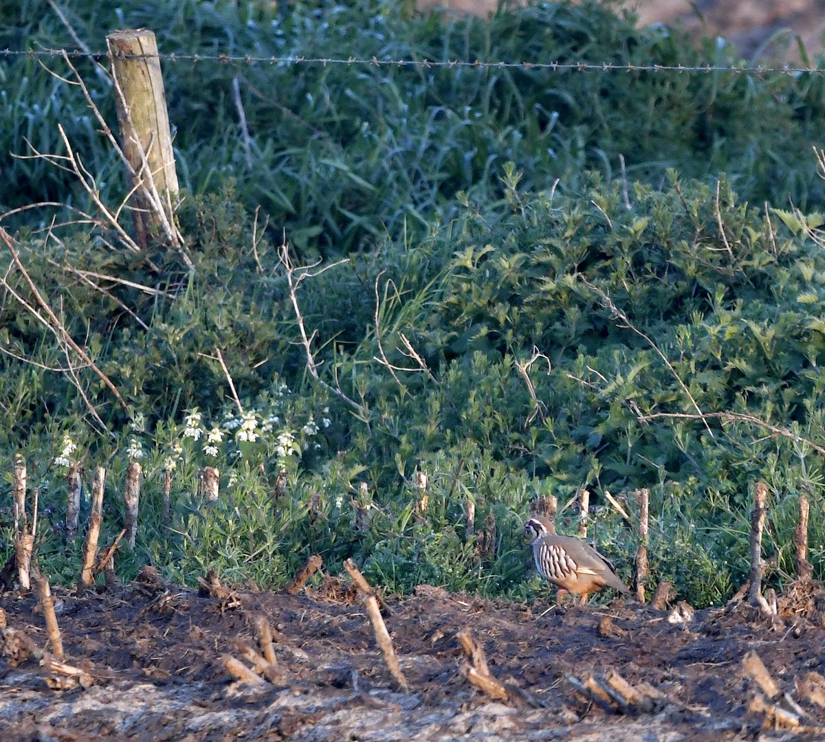 Carl Bovis tweet media