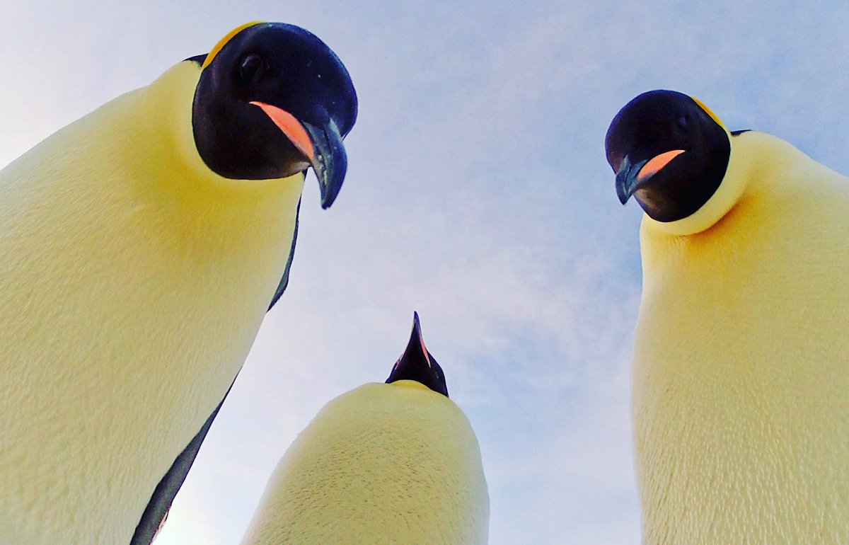 John Downer Productions tweet media