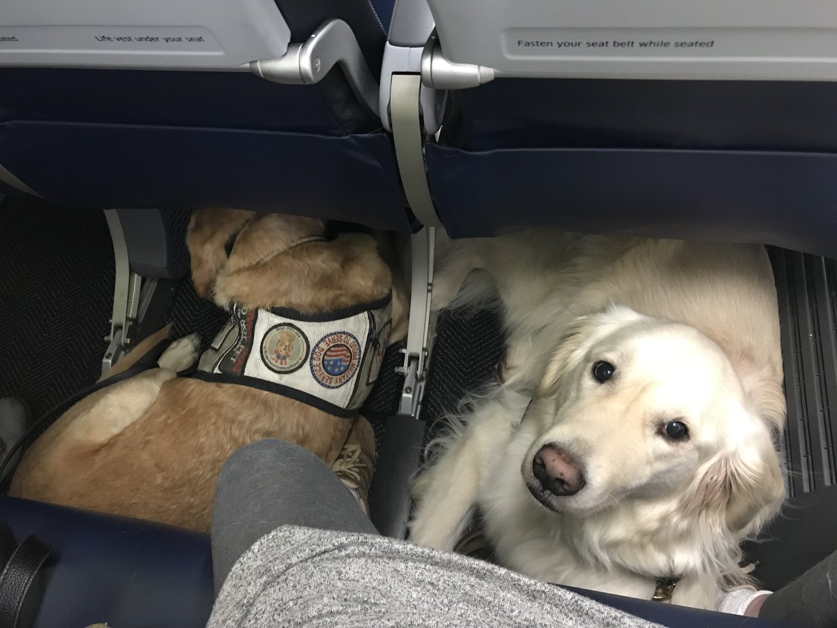 where-do-large-service-dogs-sit-on-a-plane