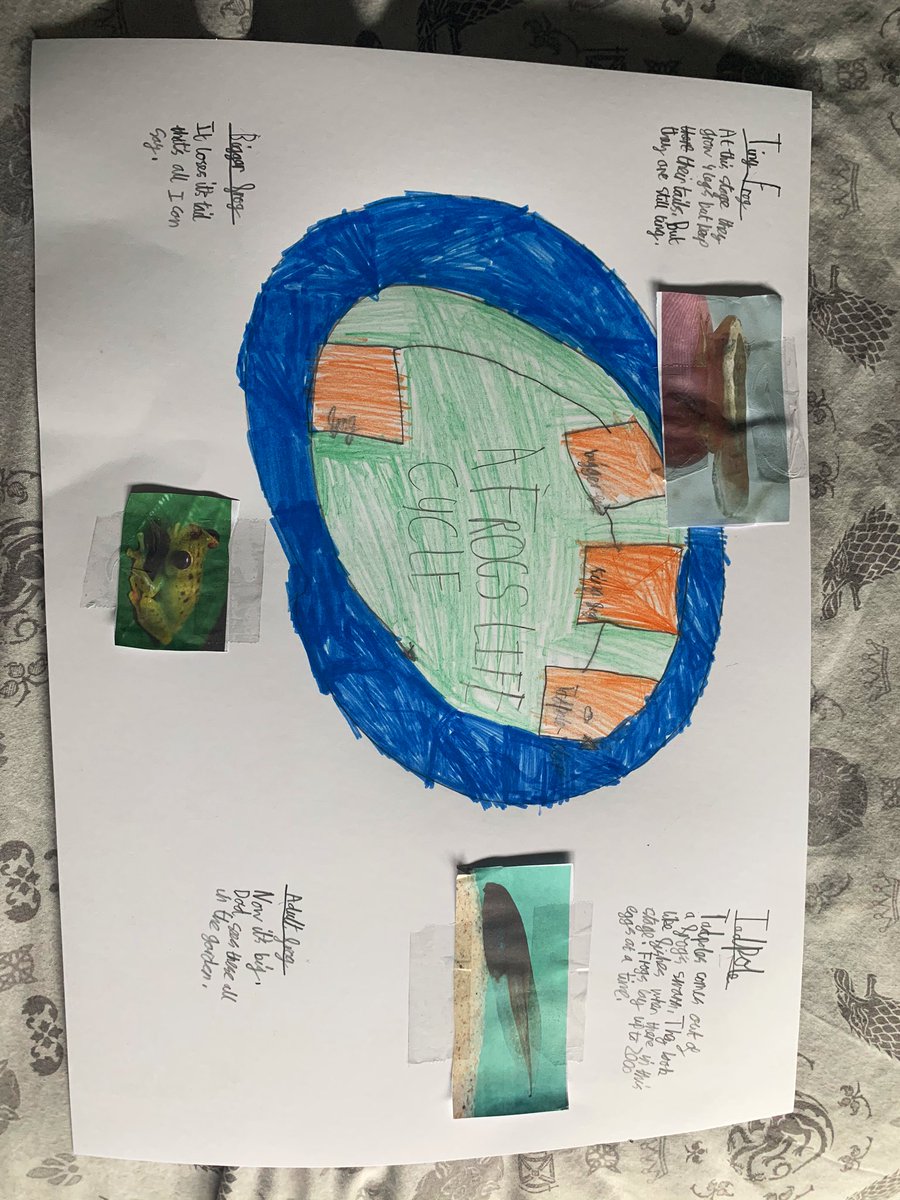 vicky_beaman's tweet photo. @MrCapener Mason’s life cycle of a frog https://t.co/wmSsIyggXG