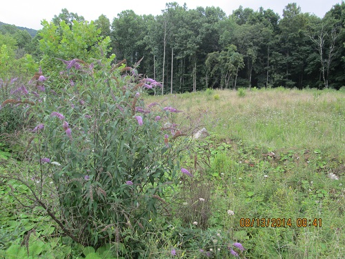 VADMME's tweet photo. Beautiful flowers at Vulcan Materials Norton Quarry in Wise County #MayFlowers #mininginvirginia @WiseCoVAGov https://t.co/4UY1oCI6Bc