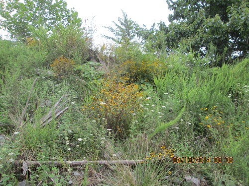 VADMME's tweet photo. Beautiful flowers at Vulcan Materials Norton Quarry in Wise County #MayFlowers #mininginvirginia @WiseCoVAGov https://t.co/4UY1oCI6Bc
