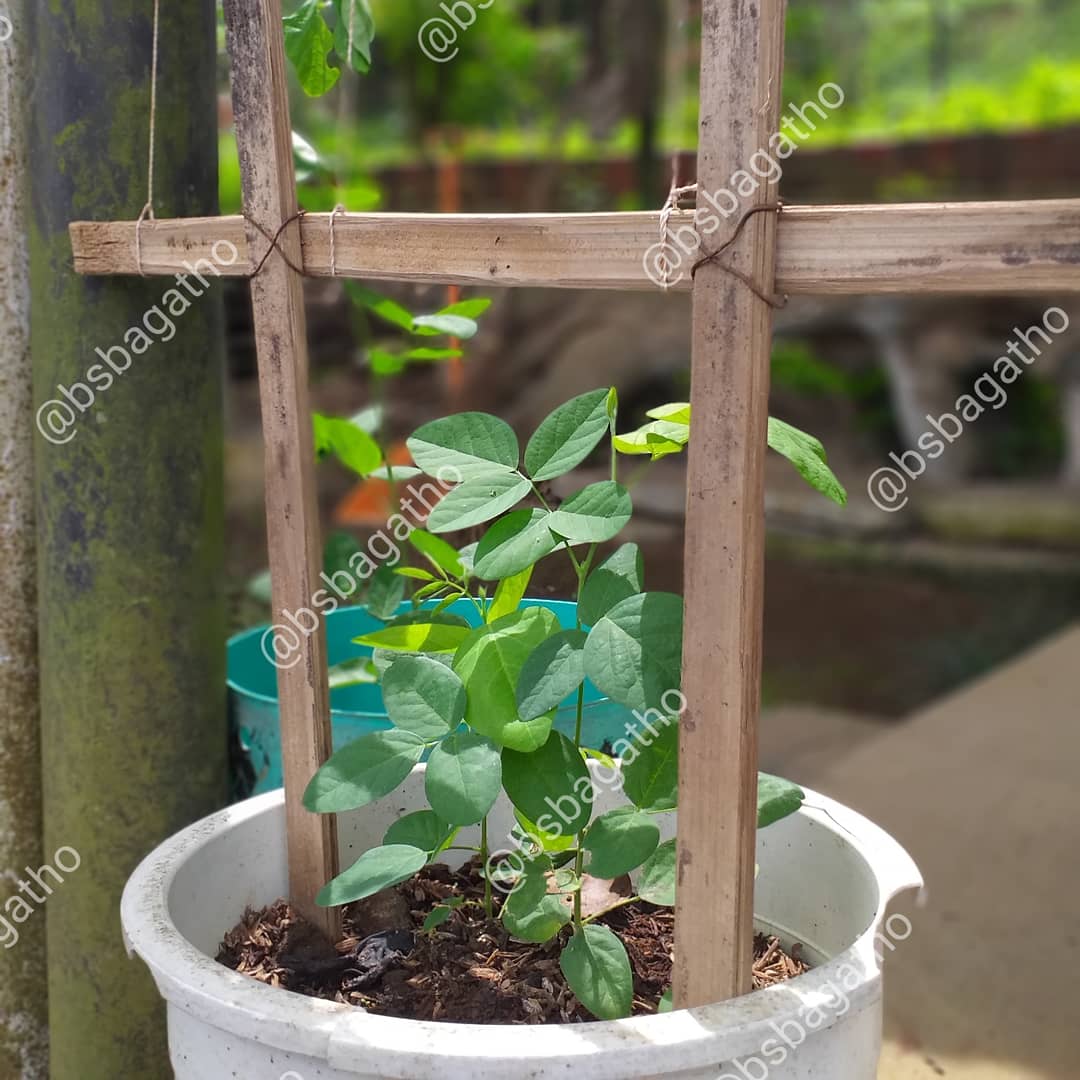 BSBAgatho's tweet photo. Seneng banget kalo liat tanaman ini lagi berbunga, warnanya ceria terlihat mencolok diantara warna tanamannya yang hijau.
.
#bsbagatho #binasaranabakti #agathofarm #sayursehat #bungatelang #diklat #organik #organicfarm #kebunorganik #diklatbsb #sayurorganik https://t.co/MQDnb10zRD