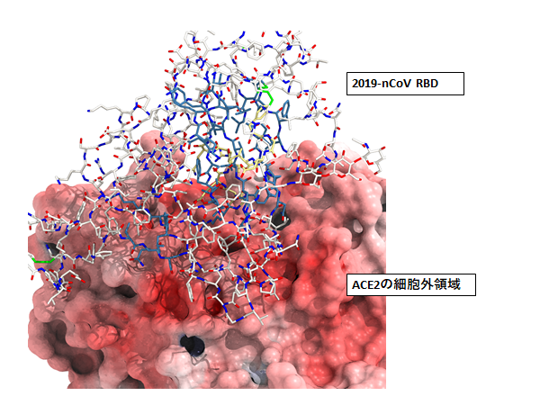 somturn20's tweet photo. Cuemol使って、ACE2とコロナウイルスS Proteinの相互作用を見てみた(PDB:6M17)。こんなに浅くて広い相互作用を低分子で阻害するのは難しいだろうと思った。
#cuemol https://t.co/scF9wto0e1