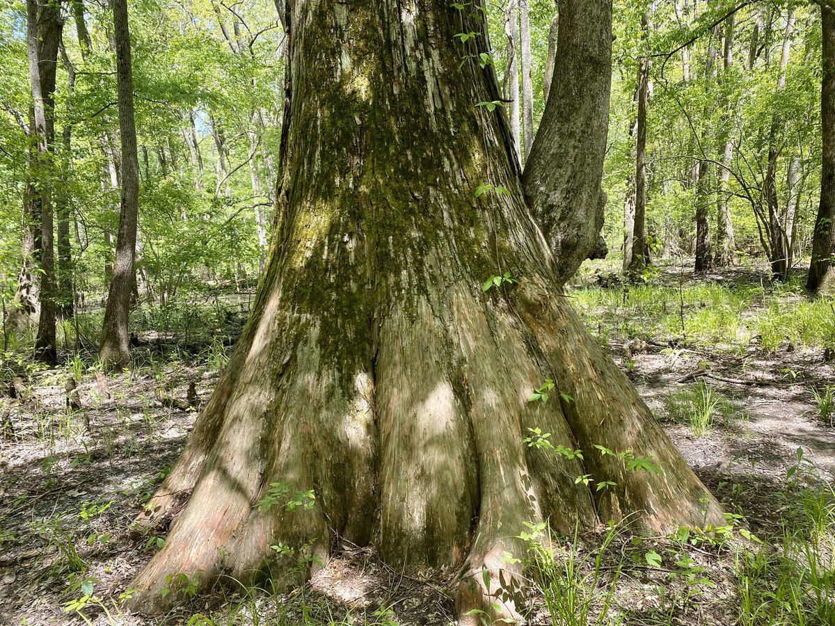 hikingwithshawn's tweet photo. Biking to the Big Cypress Access to see 1,000+ year old cypress trees #CacheRiver #ShawneeNationalForest #SouthernIllinois #biking #cycling #hiking #nature #outdoors https://t.co/ZZKD8FeLMw
