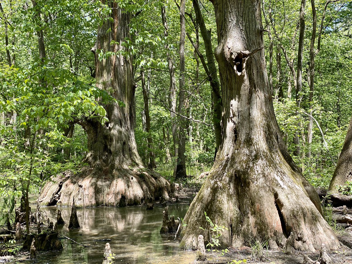 hikingwithshawn's tweet photo. Biking to the Big Cypress Access to see 1,000+ year old cypress trees #CacheRiver #ShawneeNationalForest #SouthernIllinois #biking #cycling #hiking #nature #outdoors https://t.co/ZZKD8FeLMw