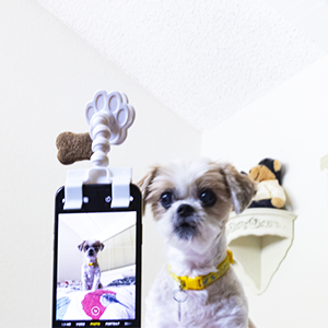 PawChamps's tweet photo. My dog is turning into a celebrity on my Instagram during this quarantine. (FlexyPaw)

#FLEXYPAW #dogs #dogstagram #dogsofinsta #dogsofinsta #petsofinsta #petsofinstagram #petsofinstagram #poochselfie #dog #puppies #phodographer #foodie #doggo https://t.co/UjSeu6GbU5