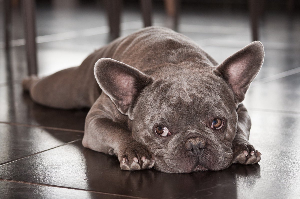 houndshire's tweet photo. Monday's mood.

Any plans for the week ahead?
.
.
.
.
.
#dogs #dogsoftwitter #dogsduringlockdown #petshop https://t.co/tioIeLbOkm