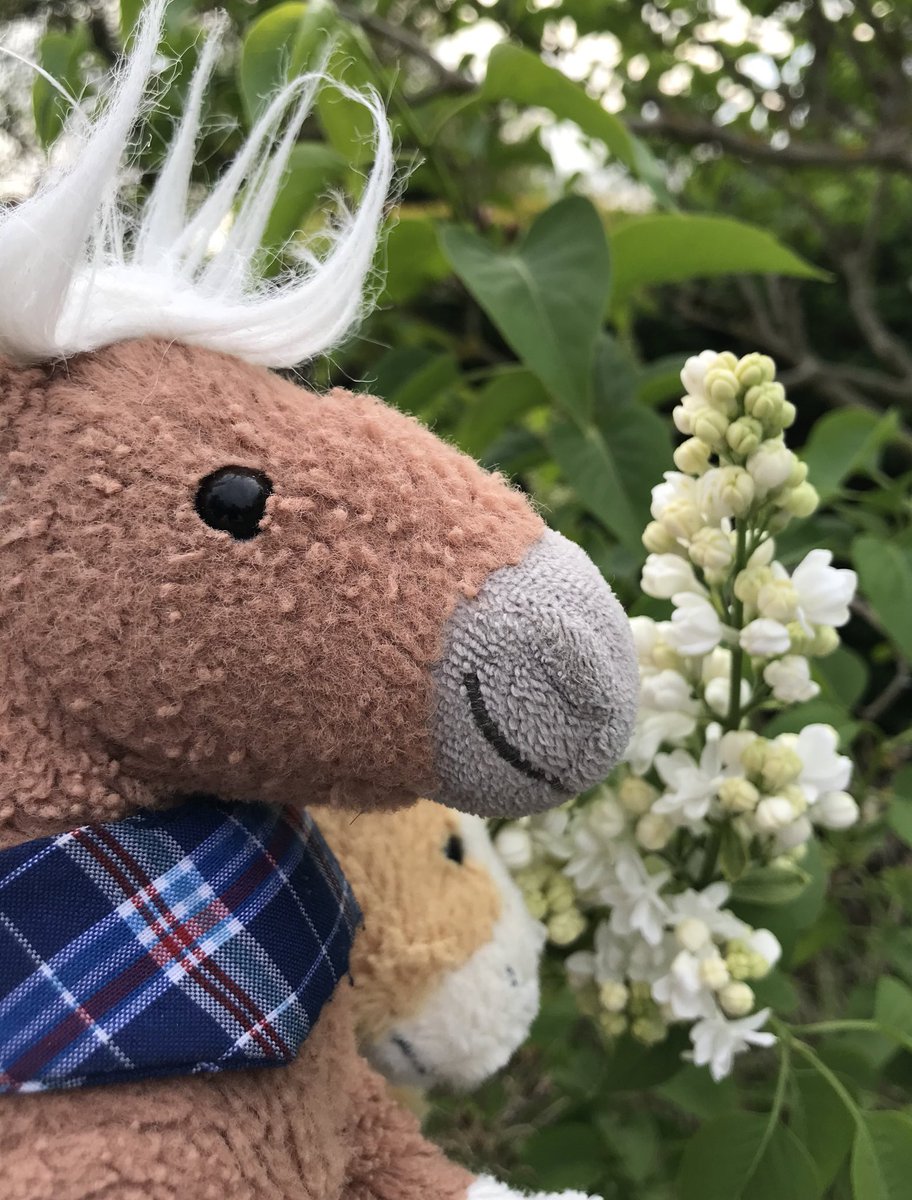 kanzleipony's tweet photo. Ach. Ach. Montagslächeln. Maskenlos. Fliederlich. *Schnaub #schnupper https://t.co/y2pBRSg2XV