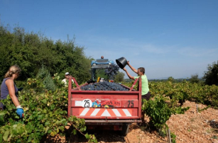 mon_viti's tweet photo. *️⃣     @OCAPIAT informe les saisonniers agricoles sur les bons gestes professionnels et les bonnes pratiques d'hygiène et de sécurité au travail. De courtes vidéos sont accessibles librement sur Camp'Num. 

➡️ https://t.co/T8c6XtyW1B

#WineMorning ☕⏰ https://t.co/M1NhsrhQ3J