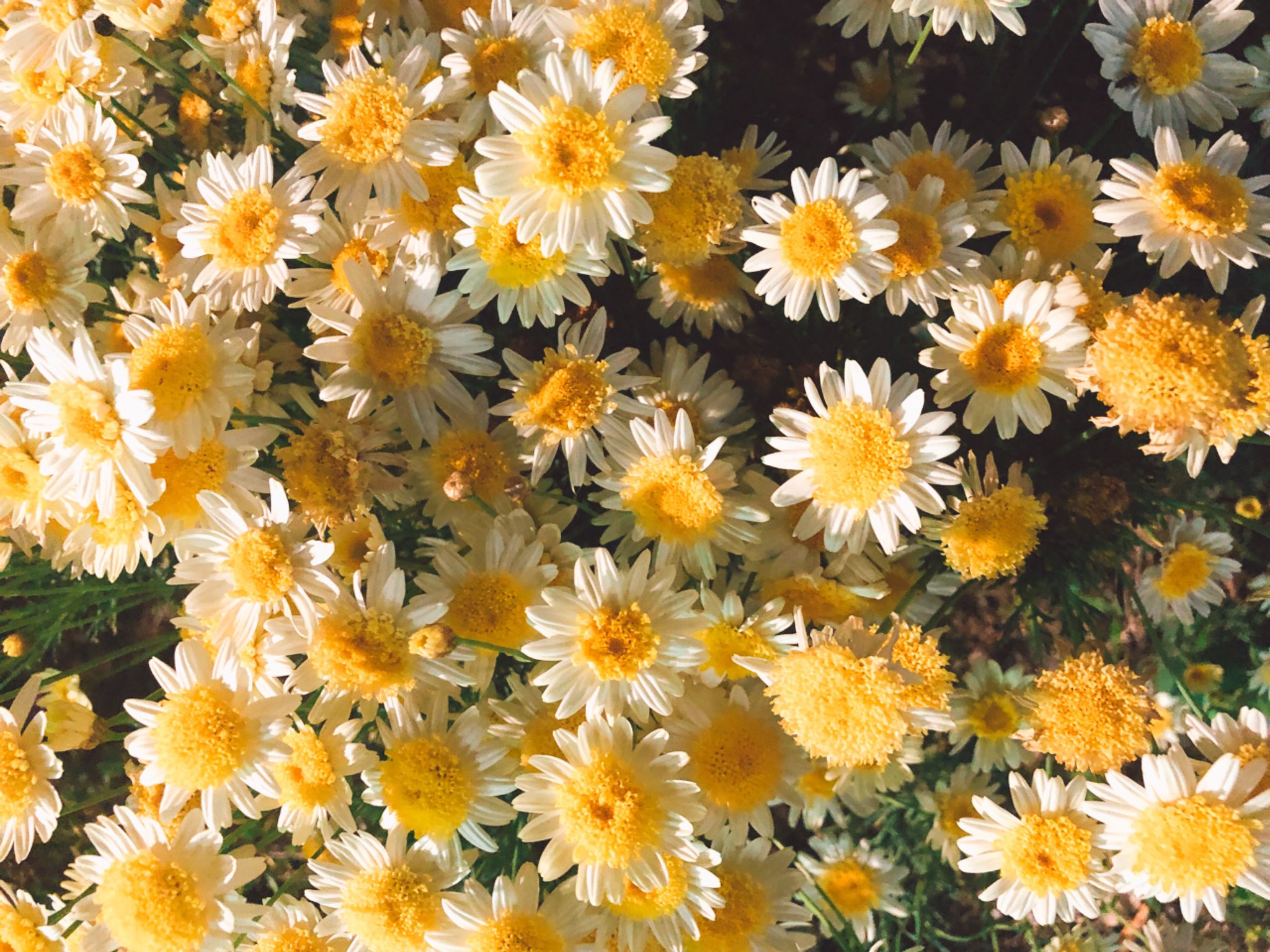 Uzivatel Asagi Official Account Na Twitteru Good Evening It Was Like Early Summer With The Temperature Rising Today Is This Flower Daisy The Language Of Daisies Is Peace And Hope It S A