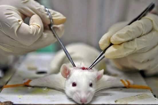 pilartropico's tweet photo. Millones de animales son asesinados cada año víctimas de experimentos y vivisección principalmente en la industria asesina militar y cosmética, en nombre de la ciencia incluso en prácticas docentes, pruebas que resultan innecesarias ya que existen en la actualidad otros métodos! https://t.co/7eWvhKLR2M