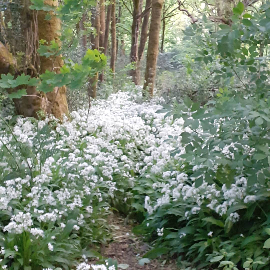 flowerpotmad's tweet photo. Allium Ursinum everwhere 💜
#wildgarlic #intothewoods #ramsons https://t.co/ZjEY2fOxTd