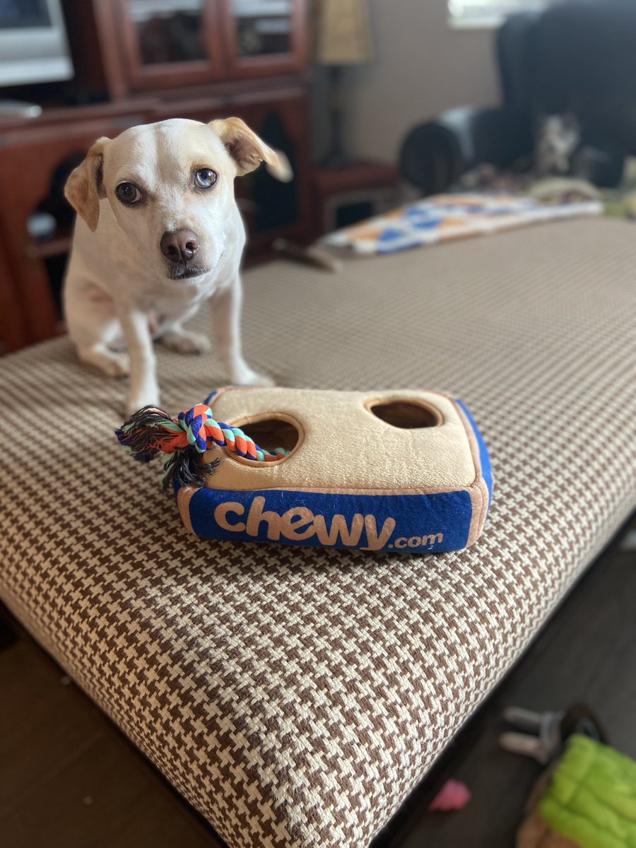 KristenIannuzzi's tweet photo. I love @Chewy so much that I bought a Chewy-themed toy for Ghost. While neighborhood stores have given way to the convenience of cyber orders and auto-shipments, Chewy has managed to combine the convenience of the 21st Century with the caring of a simpler time. #chewy https://t.co/ihS0AYwDOL