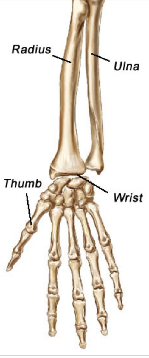 Asshoub's tweet photo. The bones of the arm.  The radius (lateral) and  Ulna (medial).
I always make this pun to @ShammasSara about the position of the ulna being medial because its "elna" as "ours ". And we always laugh. Today she was the one to make this joke, andd ohh baby wala atyab menik 😍😍😍 https://t.co/ZCCikJN6Vu