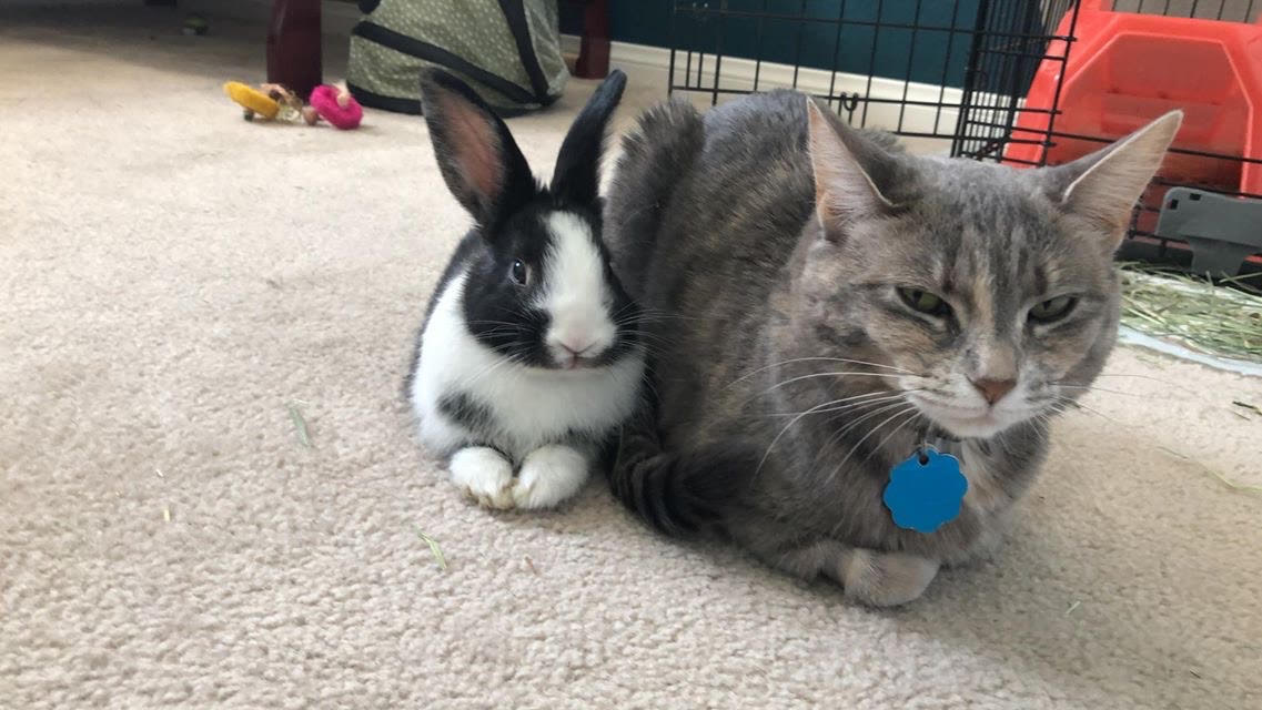 animalfndlv's tweet photo. Hey Danny, maybe you could give me a little space? No? Okay, just an idea…🐰 ��️ 

#fosterrabbit #animalfoundation #theanimalfoundation #fosterpet https://t.co/Jlg9EgSrVb