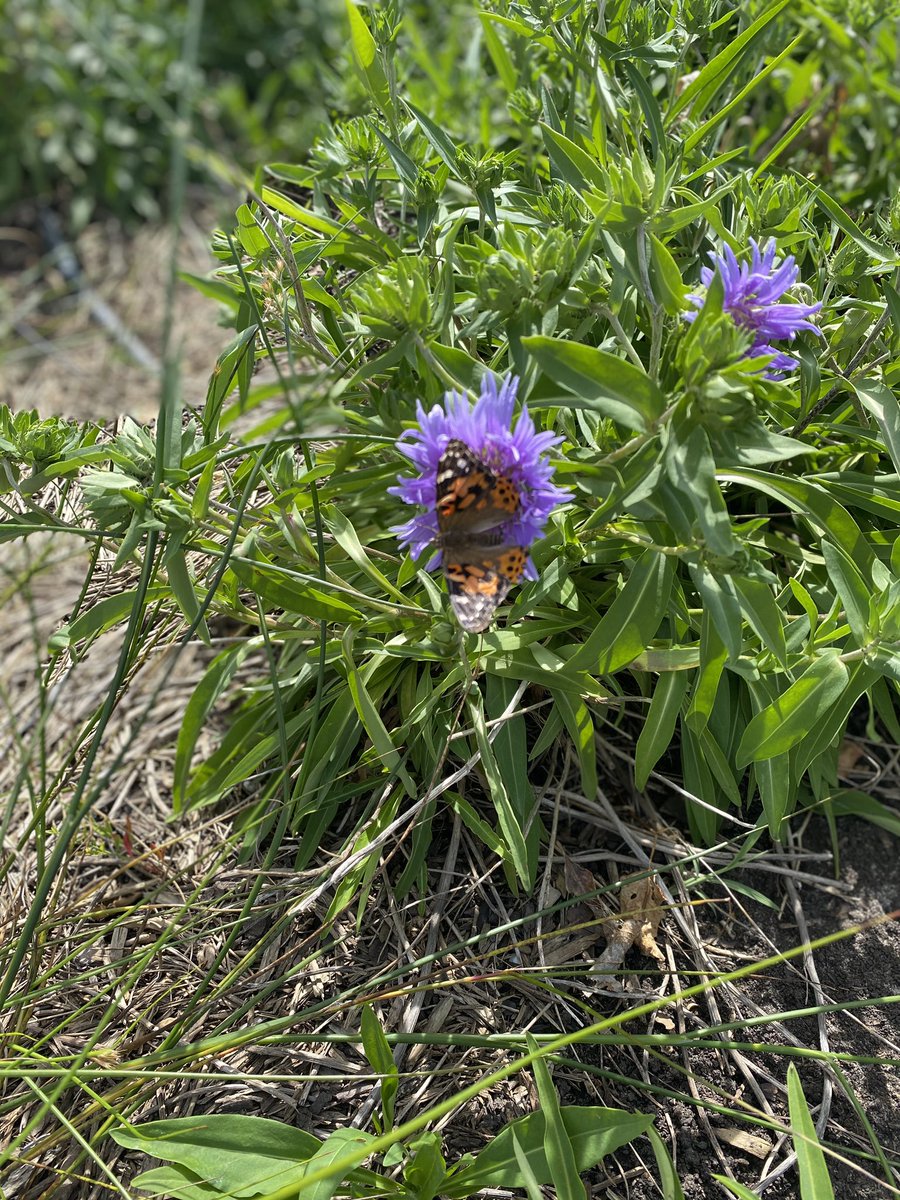 LenoxErin's tweet photo. I released our butterflies over the weekend! Oh how I wish my kiddos could’ve experienced this with me! #SudduthAtHome https://t.co/JgiWgPa8aB