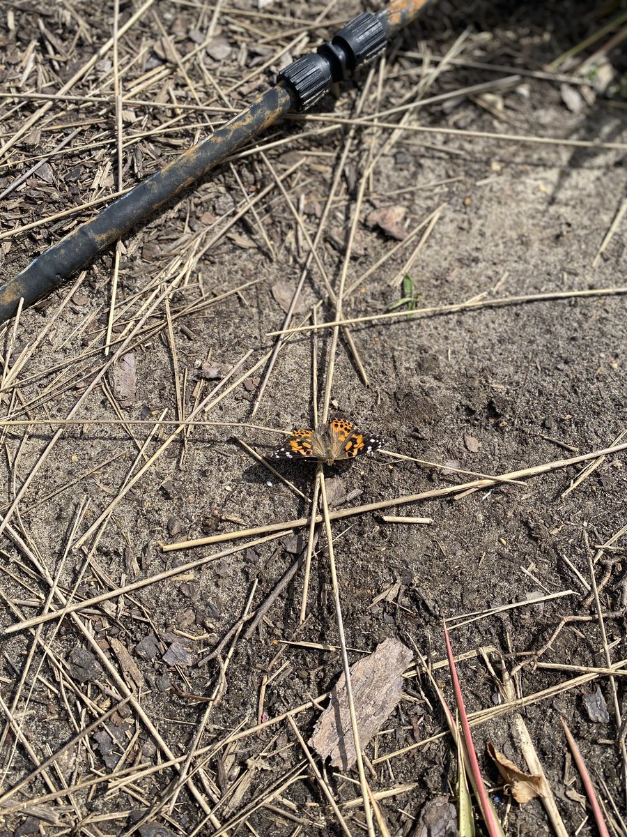 LenoxErin's tweet photo. I released our butterflies over the weekend! Oh how I wish my kiddos could’ve experienced this with me! #SudduthAtHome https://t.co/JgiWgPa8aB