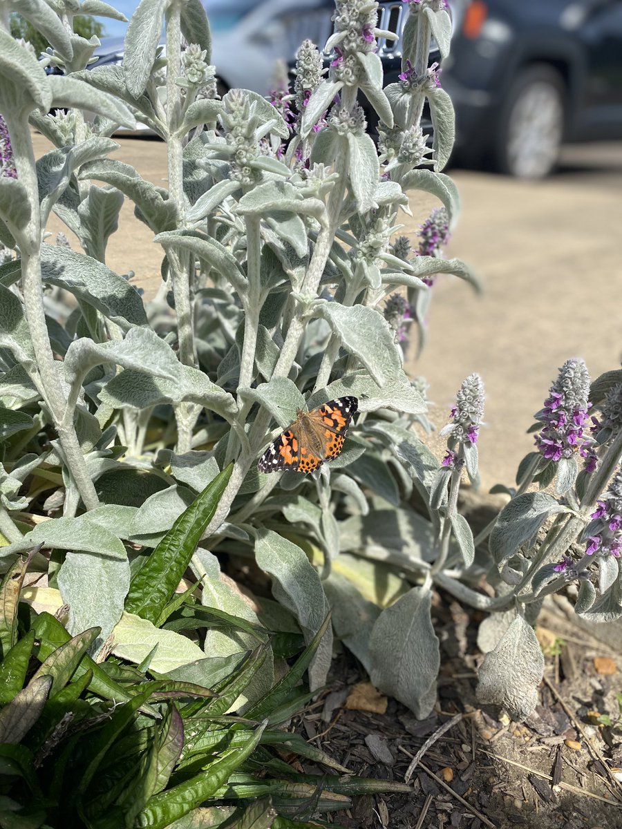 LenoxErin's tweet photo. I released our butterflies over the weekend! Oh how I wish my kiddos could’ve experienced this with me! #SudduthAtHome https://t.co/JgiWgPa8aB