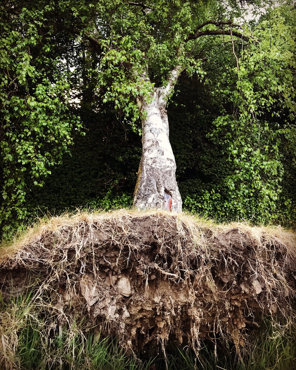 Seems we and this tree feel something in common 

#uprooted