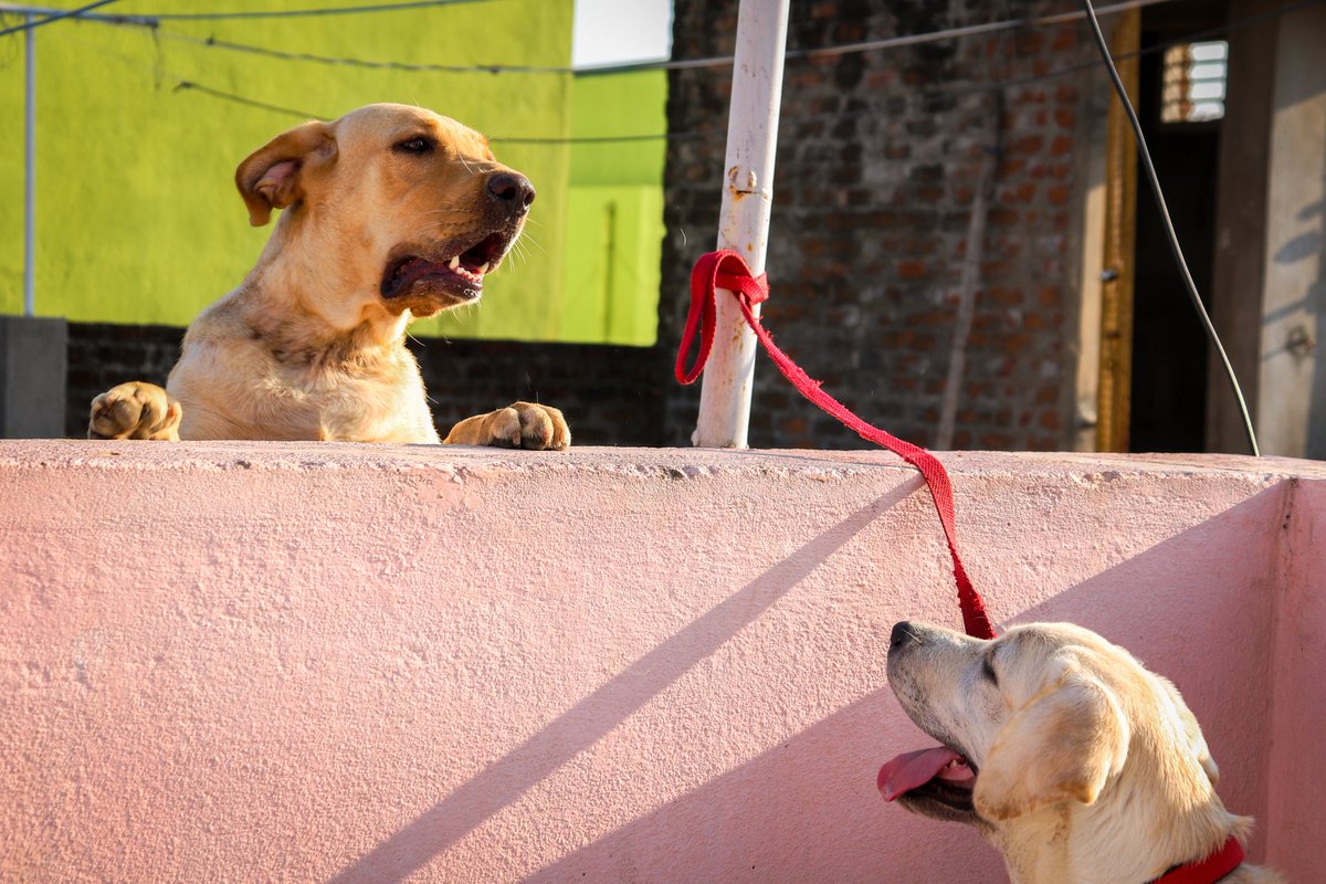 StiveSurya's tweet photo. Lovely dog see that amazing moment capture my me @luckey_star10 support me more #lovely #dogphotography #dogs #seeing #dogslover #dogsloves https://t.co/xDRCNrdTAx