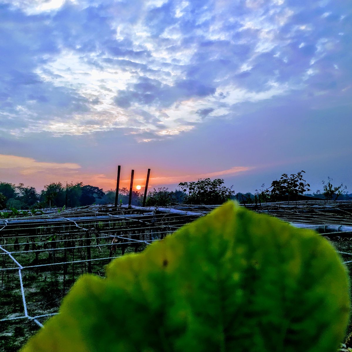Sunset <a href="/PabhoiOrganics/">Pabhoi Organics</a>