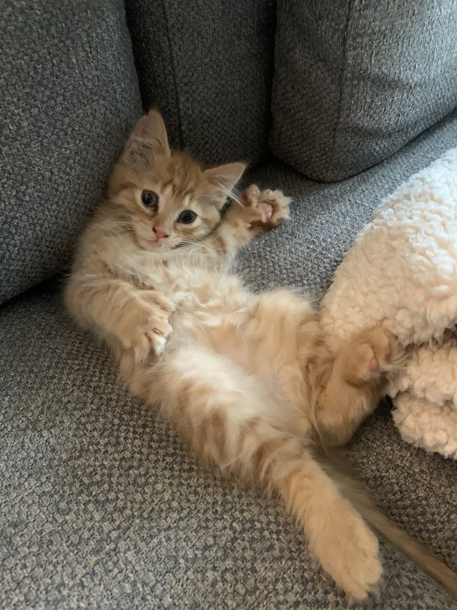 JoycePJacobsen's tweet photo. Our new kitten Hector, because everyone could use a little brave warrior.
#HWSTogether #HWSColleges https://t.co/NP9OFaRlcB