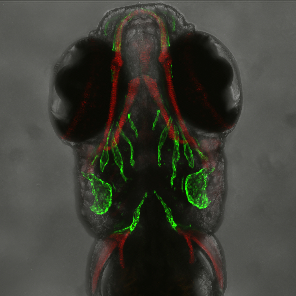 Charles_Ham10's tweet photo. Rivers contain many chemicals, including the glucocorticoids💊which treat rheumatoid arthritis and asthma. 

How does these💊effect🐟? 

Using zebrafish, we see how these💊effect🐟including: 
1) Development; 2) Bones/cartilage; 3) Immune system #tweetyourthesis @ExeterDoctoral https://t.co/ERIEKJ9TQX