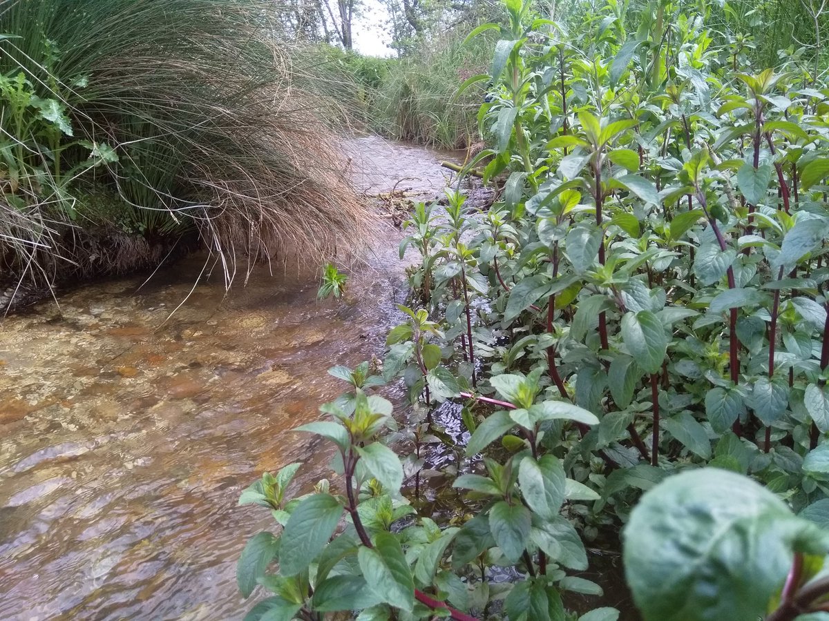 Huge thanks to partners <a href="/AnglianWater/">Anglian Water</a> <a href="/EnvAgencyAnglia/">EnvAgencyAnglia</a> <a href="/RobMcInnes3/">Rob McInnes</a> for making this happen, and <a href="/WilliamMorfoot/">WilliamMorfootLtd</a> <a href="/DarrenP50804505/">Darren</a> for immaculate skills on the digger.