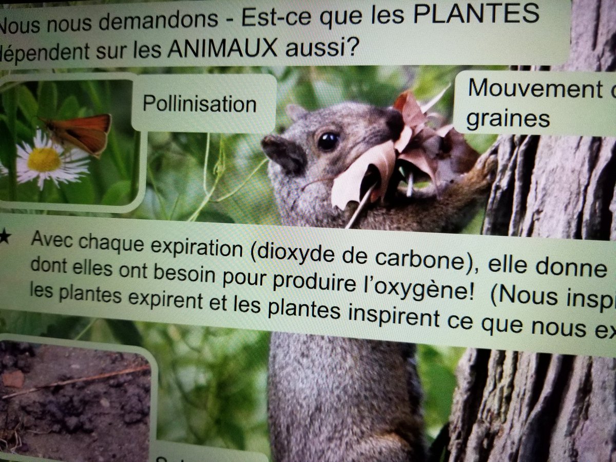 MmeForbes's tweet photo. L'aujourd'hui, nous allons sur un voyage virtuelle au marais pour étudier les chaînes alimentaires des plantes, des animaux, et des personnes. Merci #stclairconservation pour un tour français! @GregoryHoganCS #sccdsb https://t.co/8PI3AToNbM