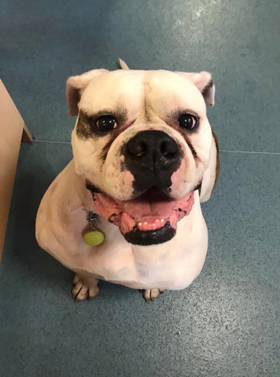 PetsALLondon's tweet photo. We will make a further decision and announcement in August.

You can find up to date health advice on the NHS website: https://t.co/gkhmxQe4O2

Thank you to all of you – guests, dog owners and volunteers – for everything you have done to help make PAL a success. https://t.co/4RqCcO27ih