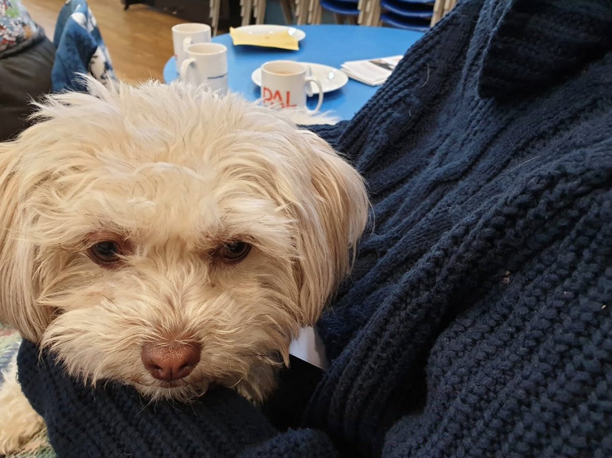 PetsALLondon's tweet photo. We will make a further decision and announcement in August.

You can find up to date health advice on the NHS website: https://t.co/gkhmxQe4O2

Thank you to all of you – guests, dog owners and volunteers – for everything you have done to help make PAL a success. https://t.co/4RqCcO27ih