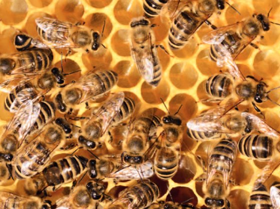 SLOinUK's tweet photo. Don't miss a deadline to take part in #BeeAtHome #PhotoCompetition. Submit one photo taken by yourself responding to the theme of bees and sustainability from the perspective of the current lockdown: https://t.co/9muzISBqoH #BeeAtHome #BeeSave #WorldBeeDay #SavetheBees https://t.co/dpMHYe0bkF