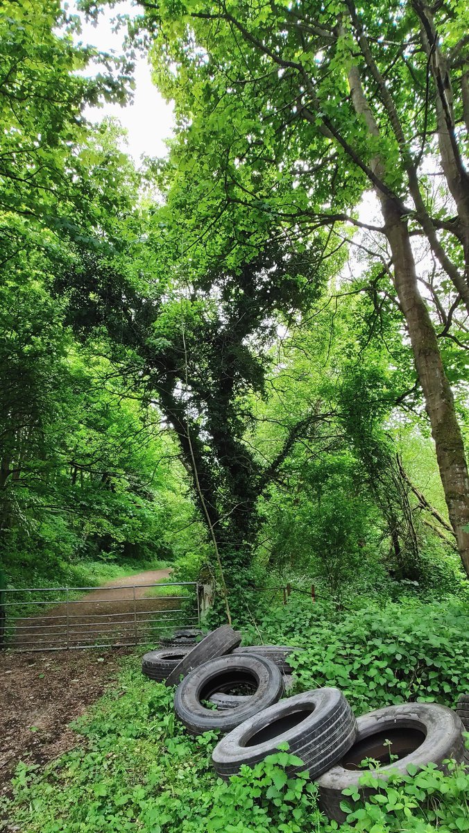 chrisbu03352910's tweet image. #MondayWalk
Some mindless cretin decided that nature would be improved with a pile of lorry tyres...😡