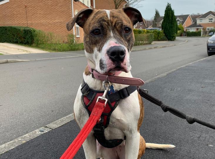 AdoptionsUk's tweet image. Please retweet Shelby 2 is looking for a forever home Rspca WAKEFIELD 🇬🇧

American bulldog is very stressed in the kennel could you adopt or foster please ask your followers to share?

rspca.org.uk/findapet/detai…

#dogs  #stayingalert  #RickyGervais #friday #nhs #lockdown #Covid_19