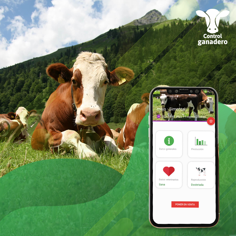 ControlGanadero's tweet photo. Abrir el celular es como estar parado al frente de tu vaca.⁣

Toda la información de tu ganado actualizada en tiempo real desde la palma de tu mano.⁣

Descarga gratis la tecnología que usan más de 50,000 ganaderos en el mundo: https://t.co/4p1STHQgYQ⁣
⁣#SoyGanaderoTecnificado https://t.co/ZtyIlTen0Q