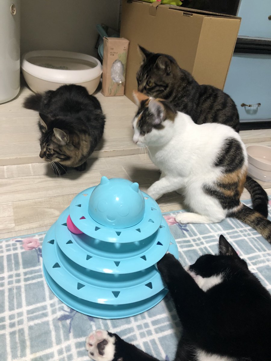 童話 みにくいアヒルの子 がもし猫さんだったら 優しい世界の結論にみんなほっこり どんな柄でも色でも皆かわいい Togetter 童話 みにくいアヒルの子 がもし猫さんだったら 優しい世界の結論にみんなほっこり どんな柄でも色でも皆かわいい Togetter