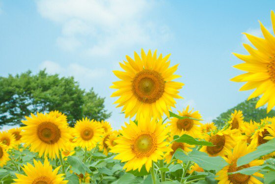 mokochun6002's tweet photo. 우리는 유천씨의 팬이라서 행복합니다

 #박유천 https://t.co/MAQbGSjn5g