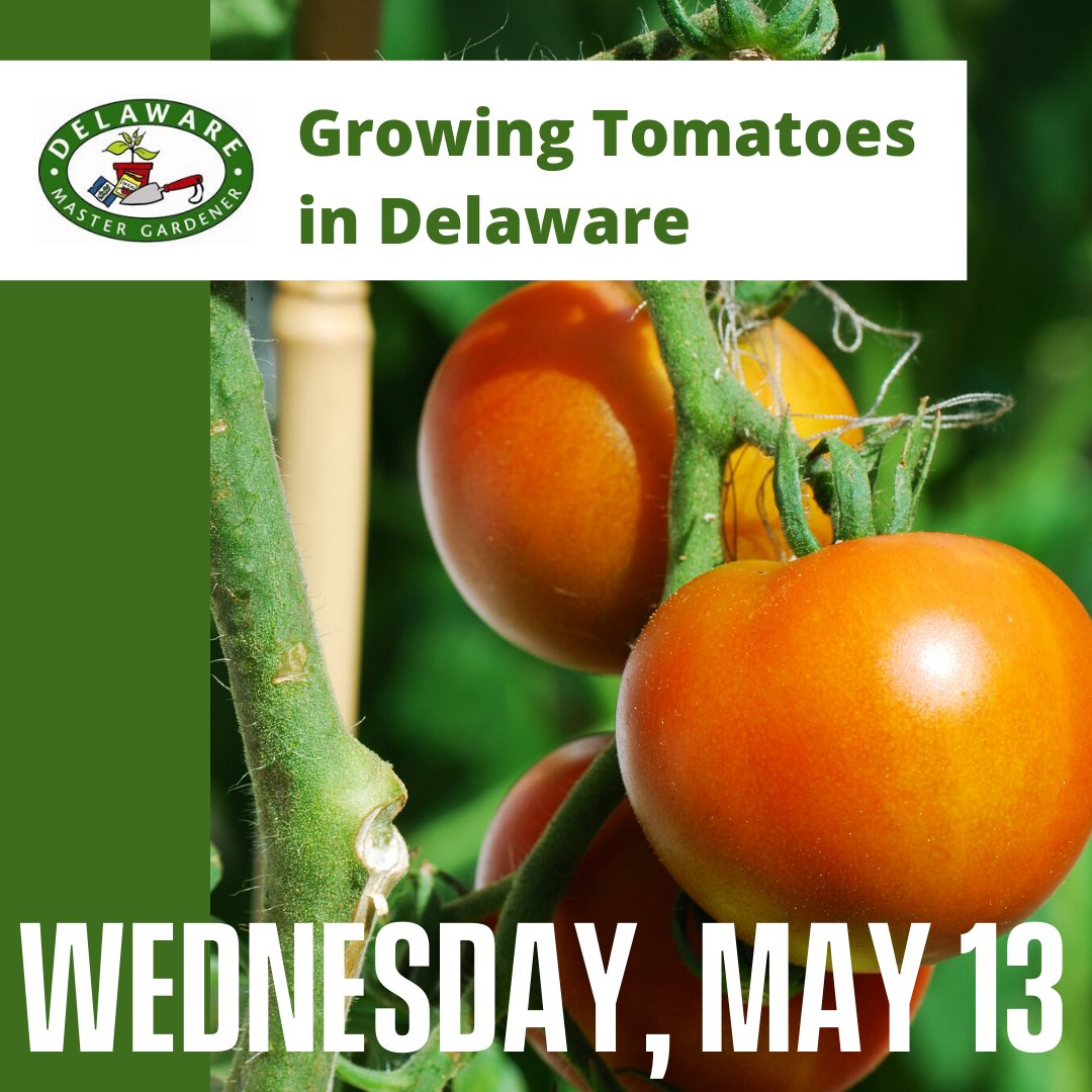 UDExtension's tweet image. Join Master Gardener, Karen Abate, for a FREE online workshop on May 13 at 1 p.m. to learn how to select, plant, grow and harvest healthy, delicious tomatoes! 

➡️ Register at udel.edu/007167 to receive the event link.

#UDel #DelState #netDE #gardening #homegarden