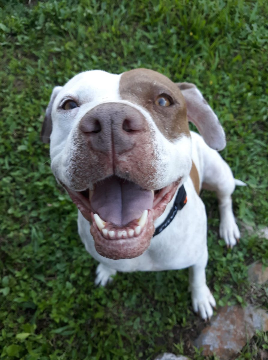 BadWolfNerdLair's tweet photo. @dog_rates, please help out Momma Dog! She's had a rough go of things but has finally found herself in a loving home. A former victim of dog fighting, she needs surgery so she can eat without food and water coming out her sinuses https://t.co/eM8oyFrTUS https://t.co/p0zW61LoWZ