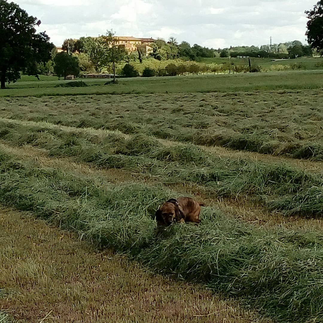 Bertini70's tweet photo. Stanno per arrivare le rotoballe ๐ #Valdarbia #Dolly #Pablito #canuzzi https://t.co/4j26Gni6lY