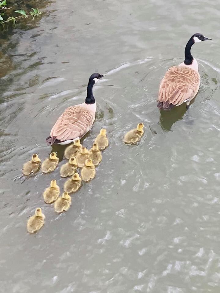 Beckets_Park's tweet photo. Lovely #ParkPic of a family of geese here at #BecketsPark🌳

Don’t forget to tag us if you visit for your daily exercise 👍

#StaySafe #northampton https://t.co/5puDIR1zuA